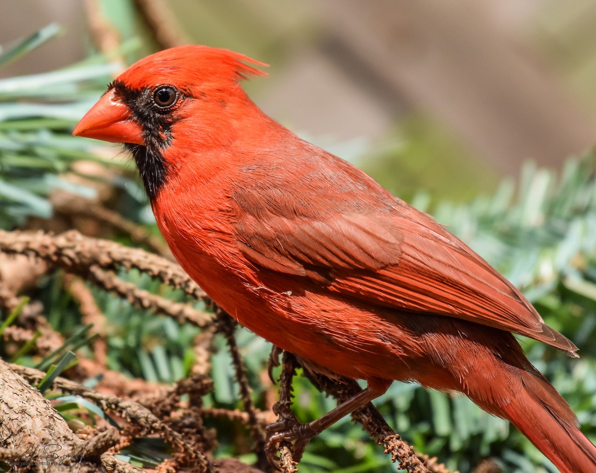Cardinal rouge - ML103565381