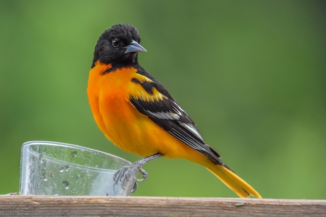 Baltimore Oriole - eBird