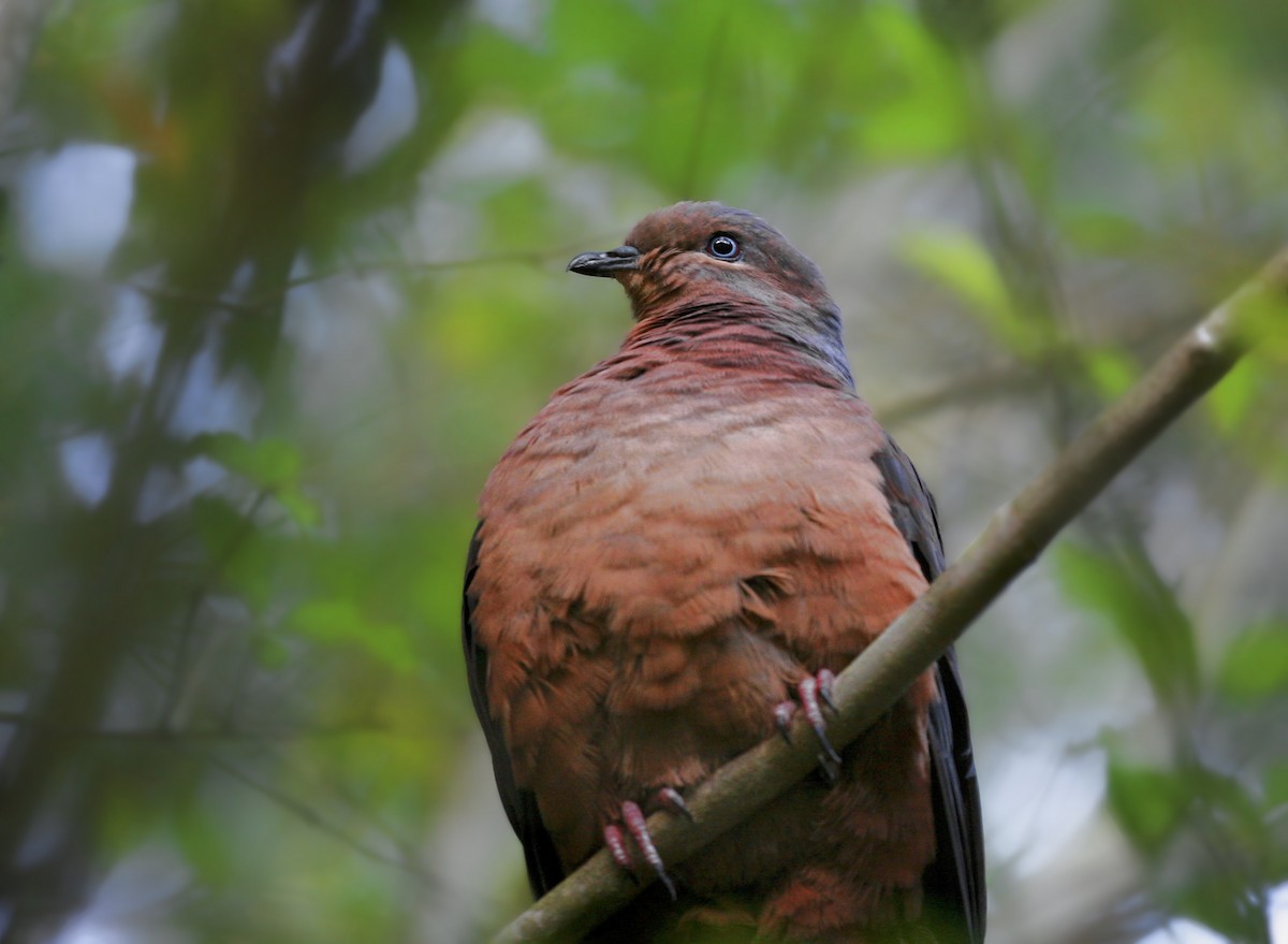 Brown Cuckoo-Dove - Anonymous