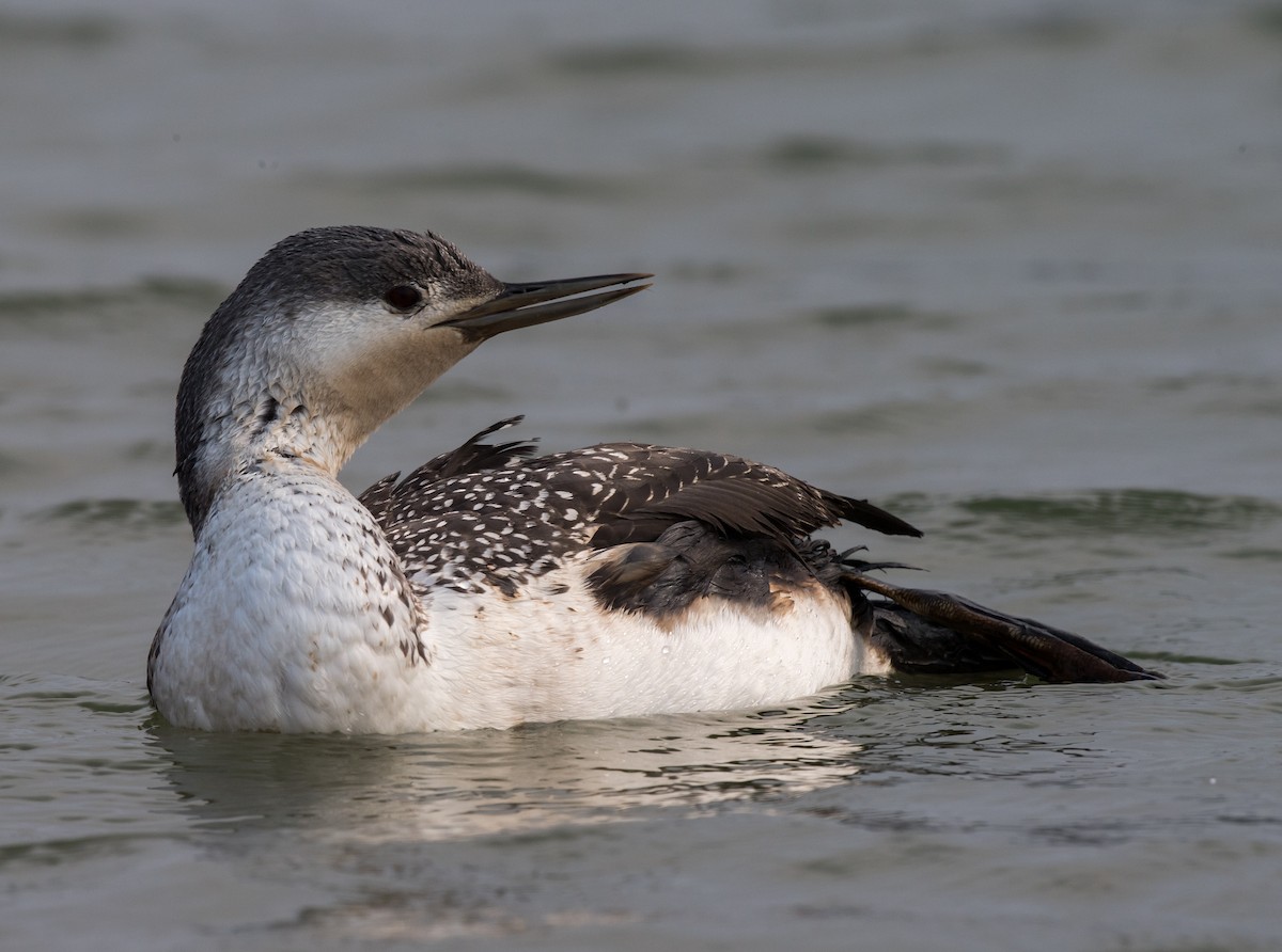 Red-throated Loon - ML103567701