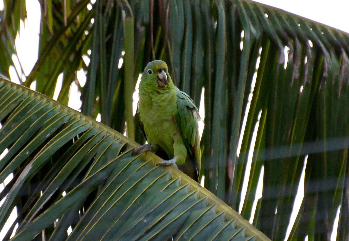 Mealy Parrot - ML103567941
