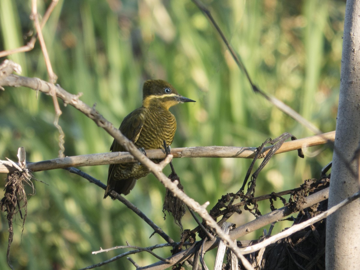 Golden-green Woodpecker - ML103567951