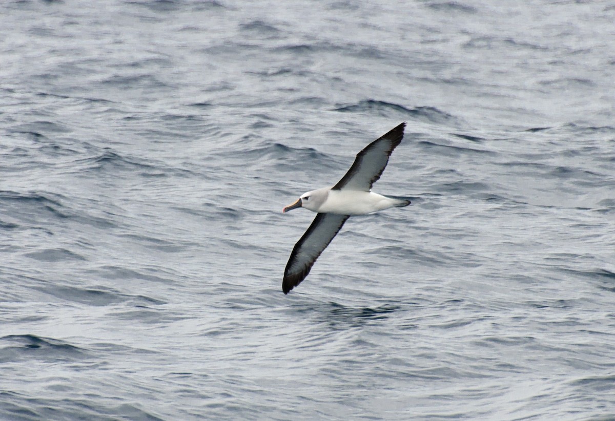 Atlantic Yellow-nosed Albatross - Marcos Eugênio Birding Guide