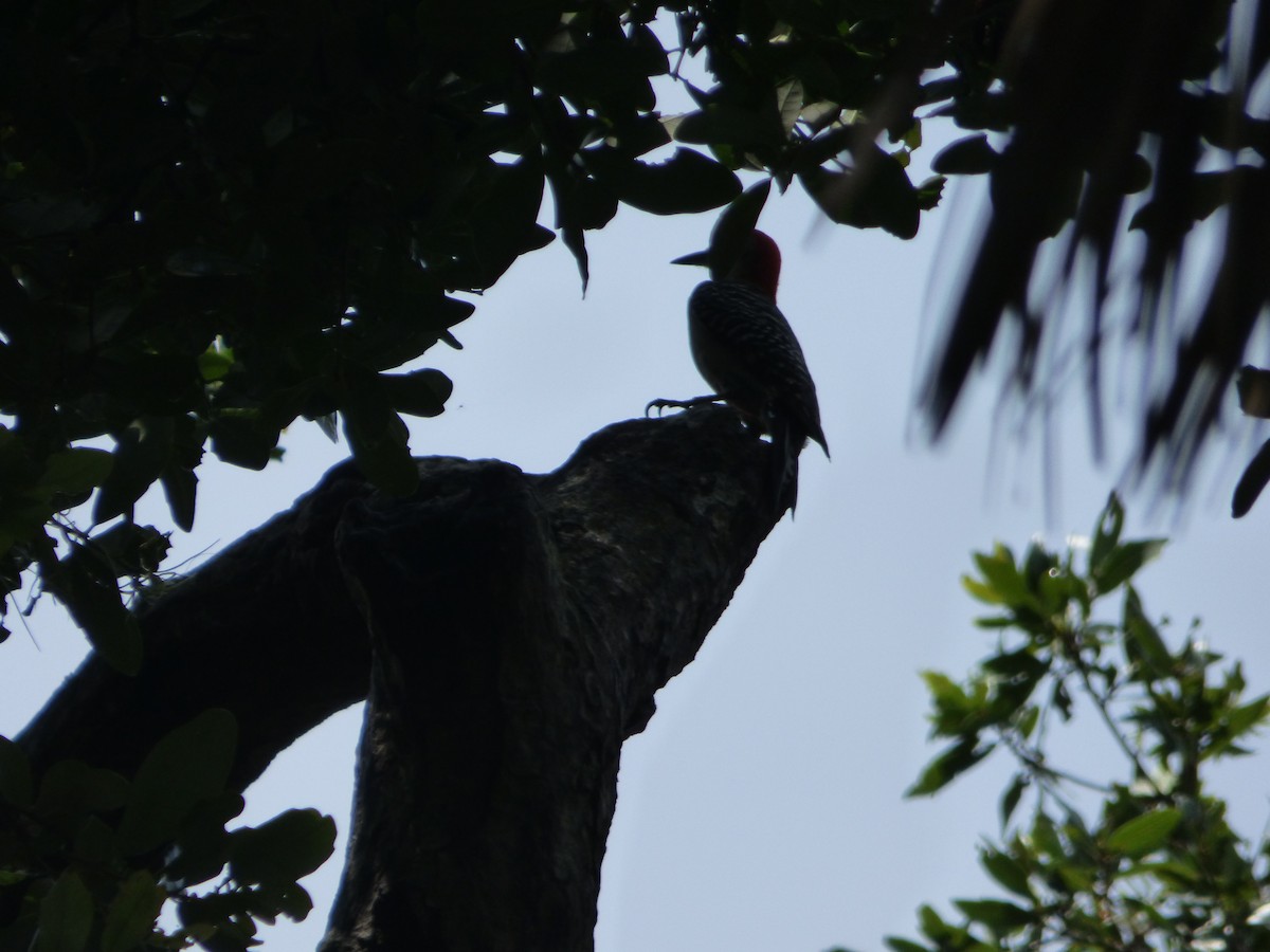 Red-bellied Woodpecker - ML103568821