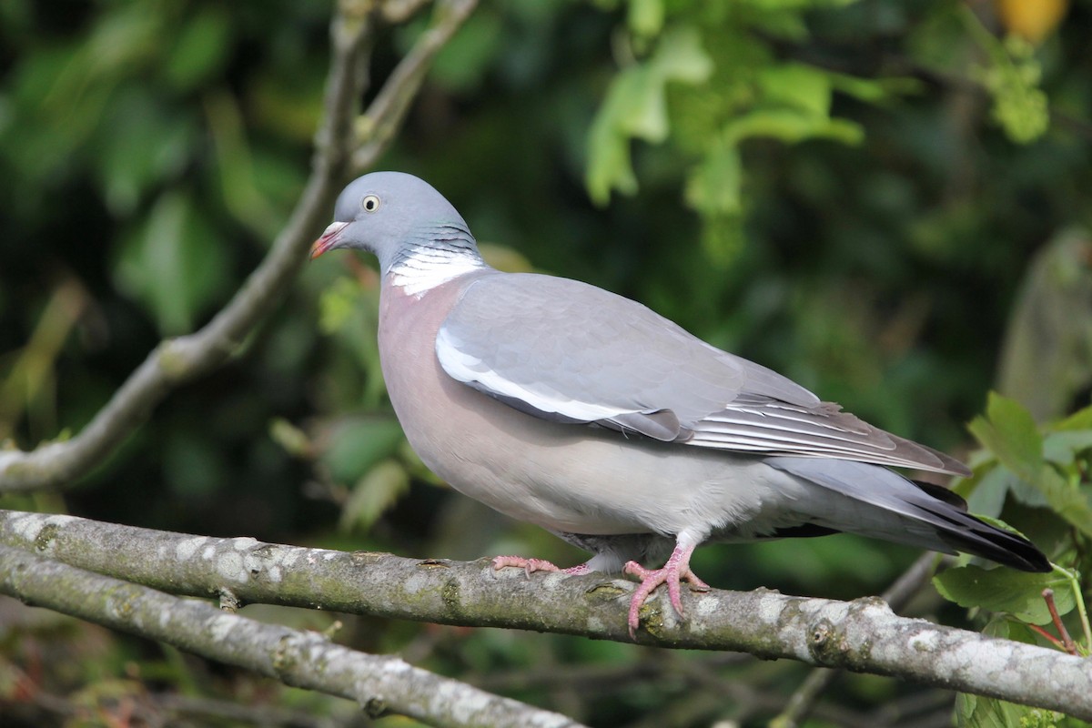 Pigeon ramier (groupe palumbus) - ML103570911