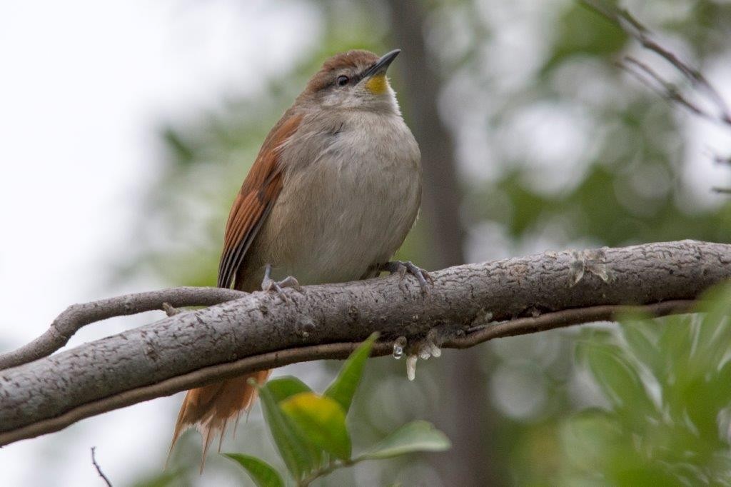 Yellow-chinned Spinetail - Marco Silva