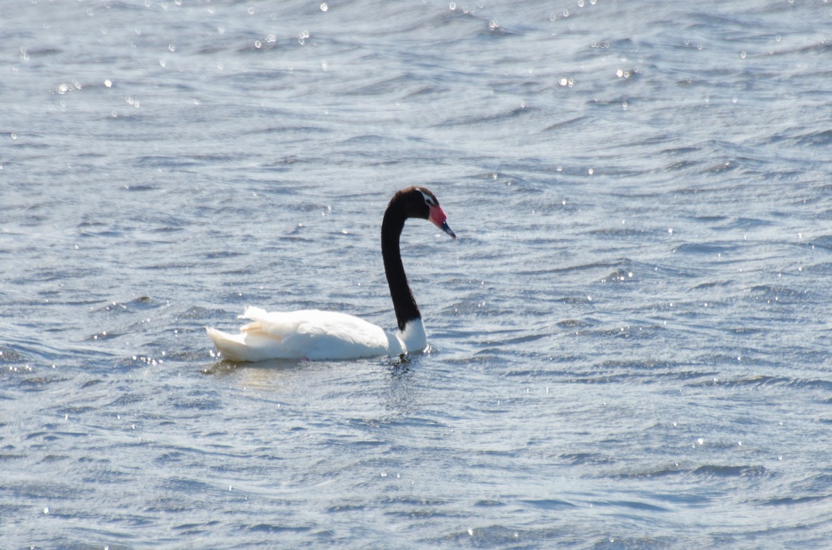 Black-necked Swan - Marcos Eugênio Birding Guide