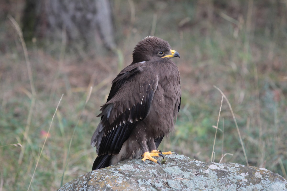 Lesser Spotted Eagle - ML103575611