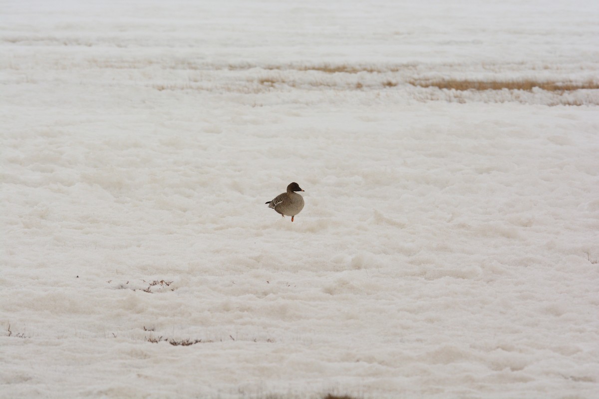 Taiga/Tundra Bean-Goose - Philip Hansbro