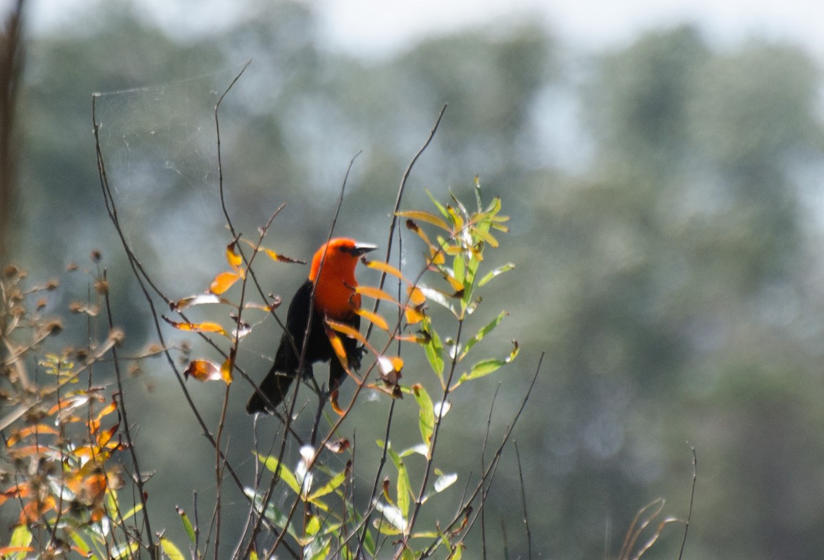 Scarlet-headed Blackbird - Marcos Eugênio Birding Guide