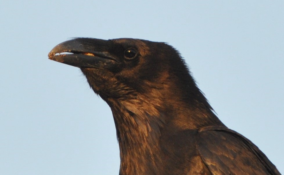 Chihuahuan Raven - ML103577981