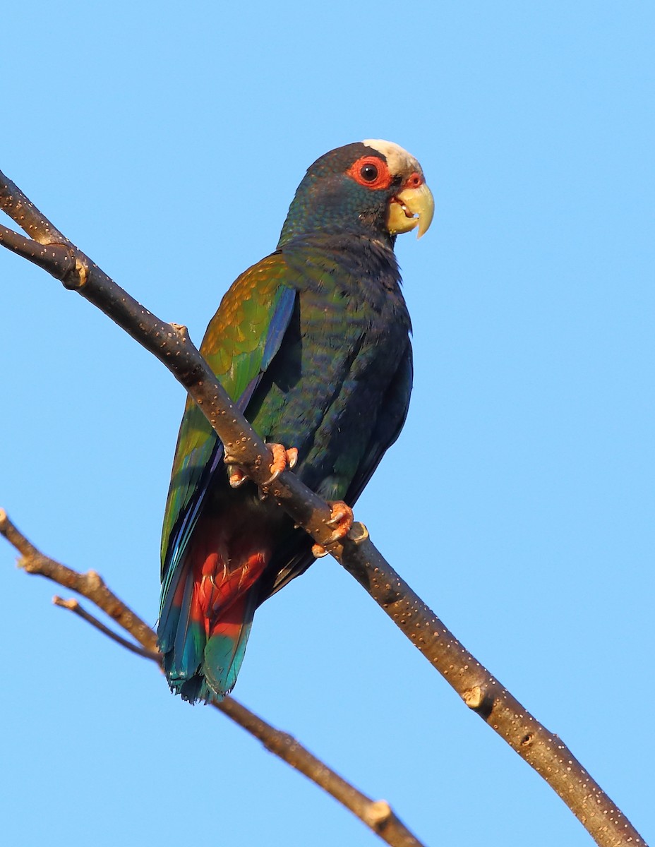 White-crowned Parrot - ML103579881