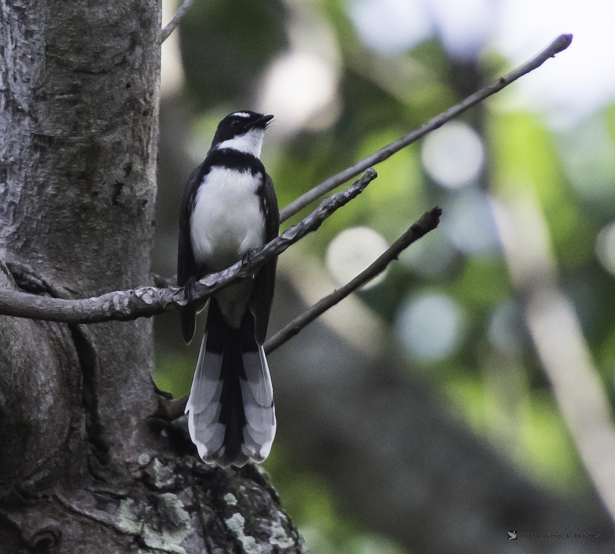 Philippine Pied-Fantail - Rogério Rodrigues