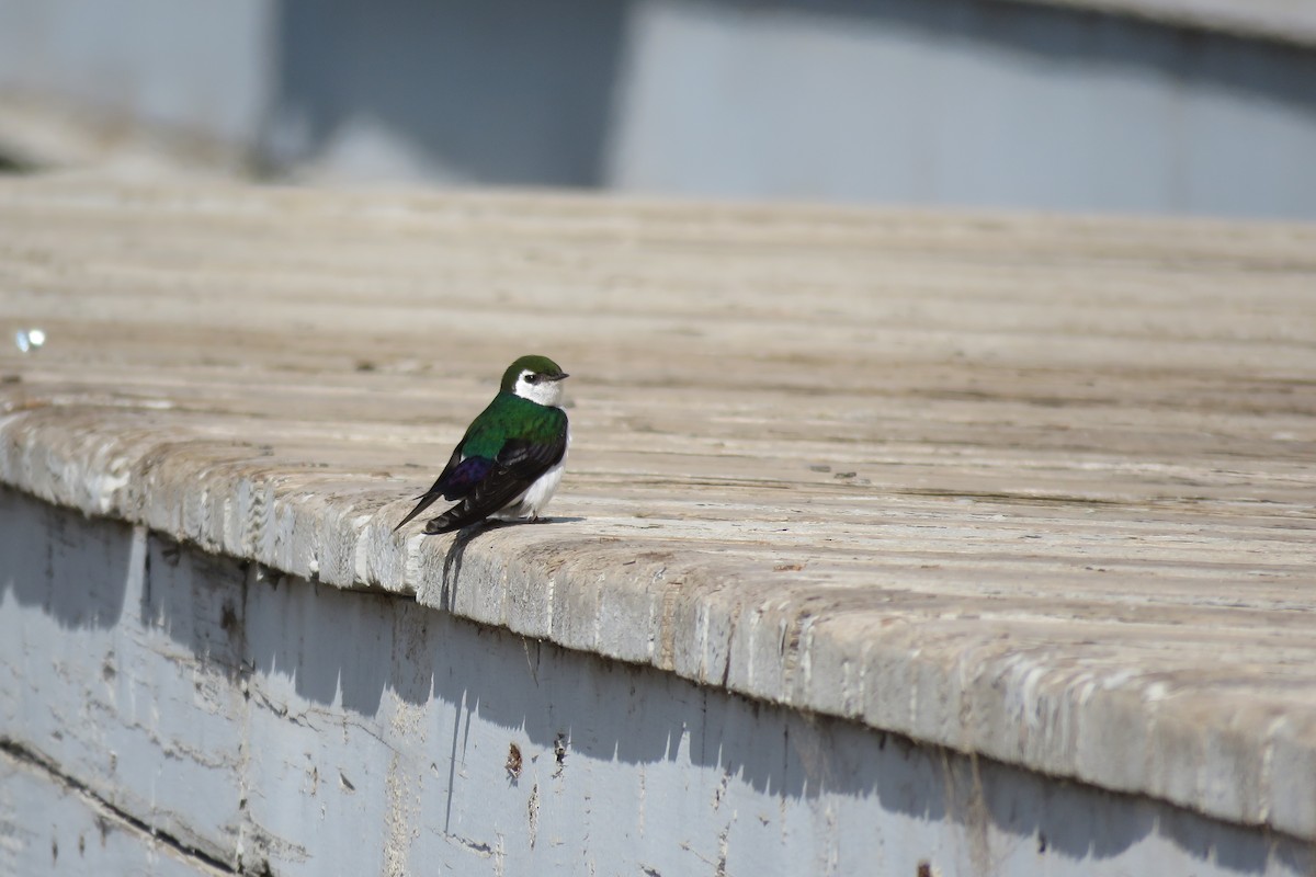 Violet-green Swallow - William Legge
