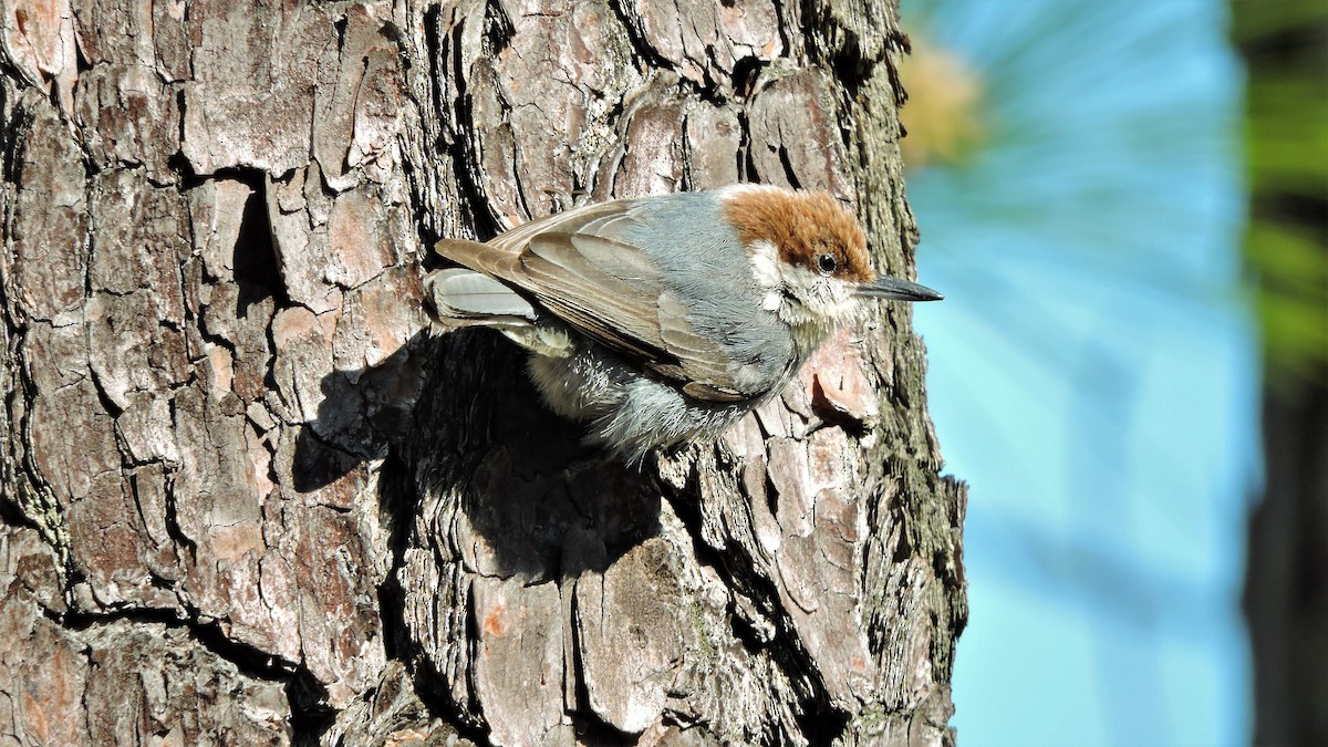 Brown-headed Nuthatch - ML103588421