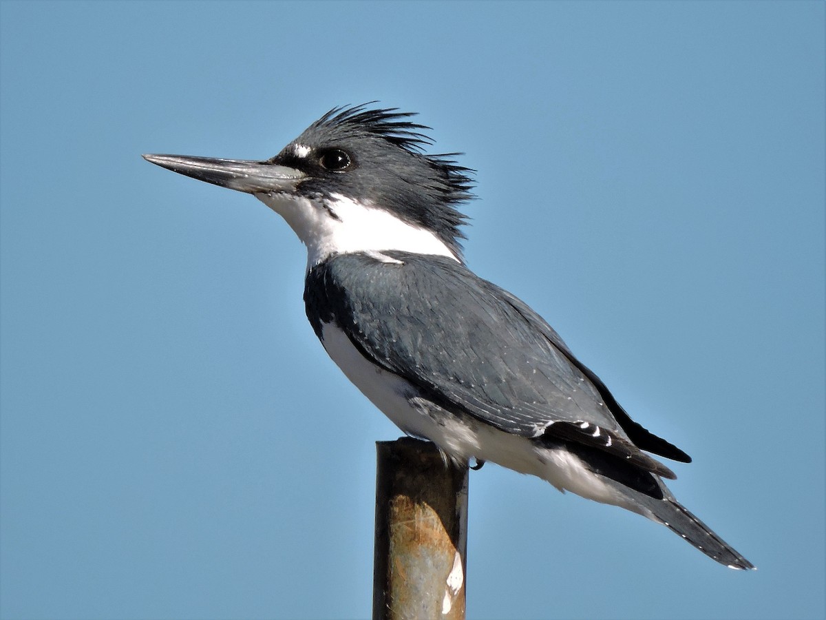 Belted Kingfisher - ML103589171