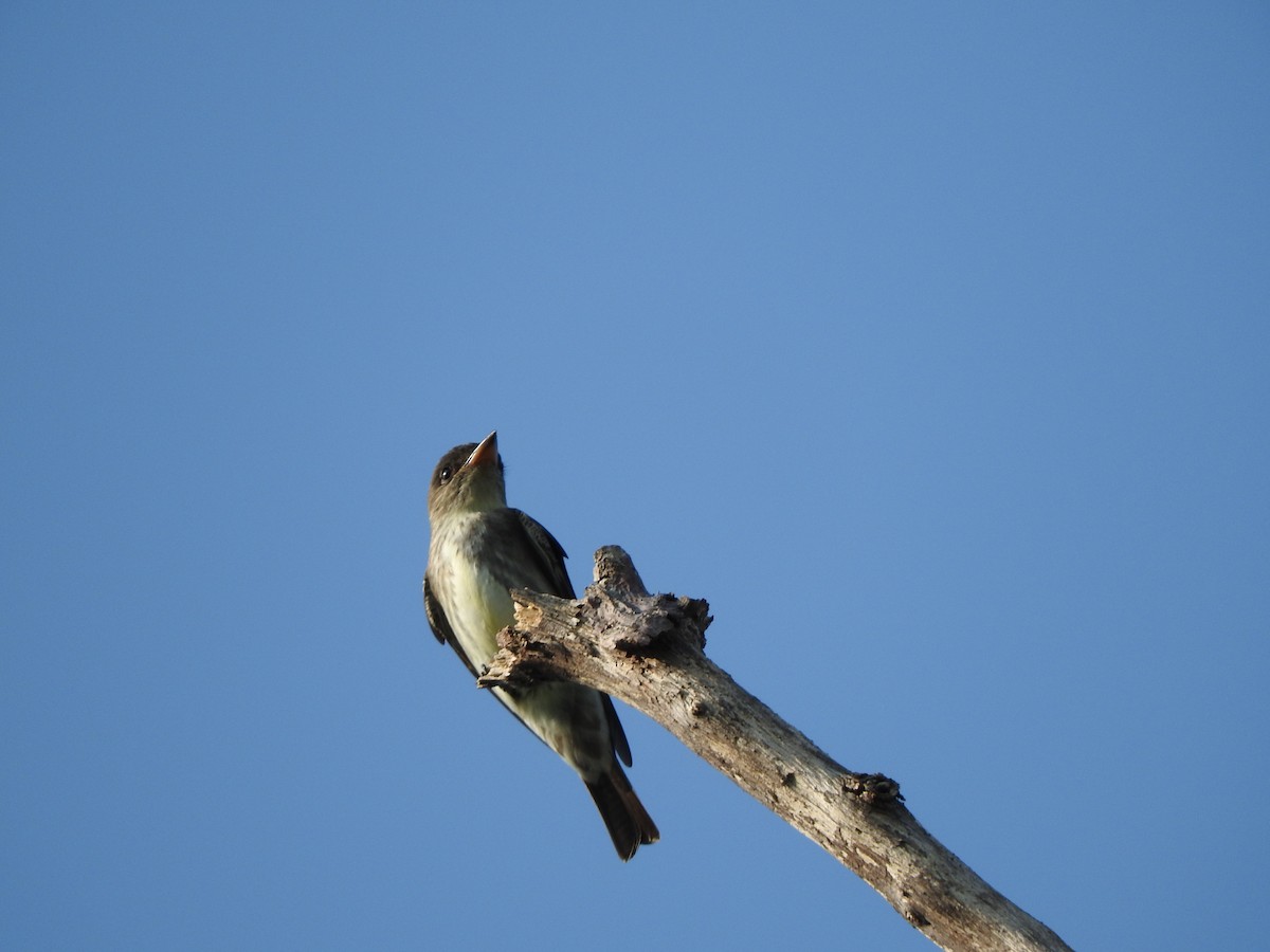Olive-sided Flycatcher - Guillermo Funes