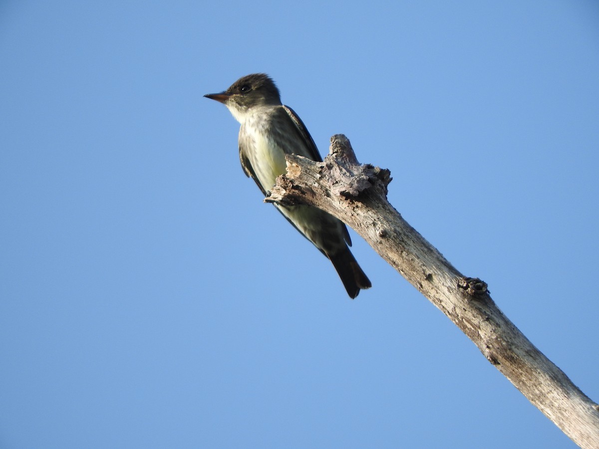 Olive-sided Flycatcher - Guillermo Funes