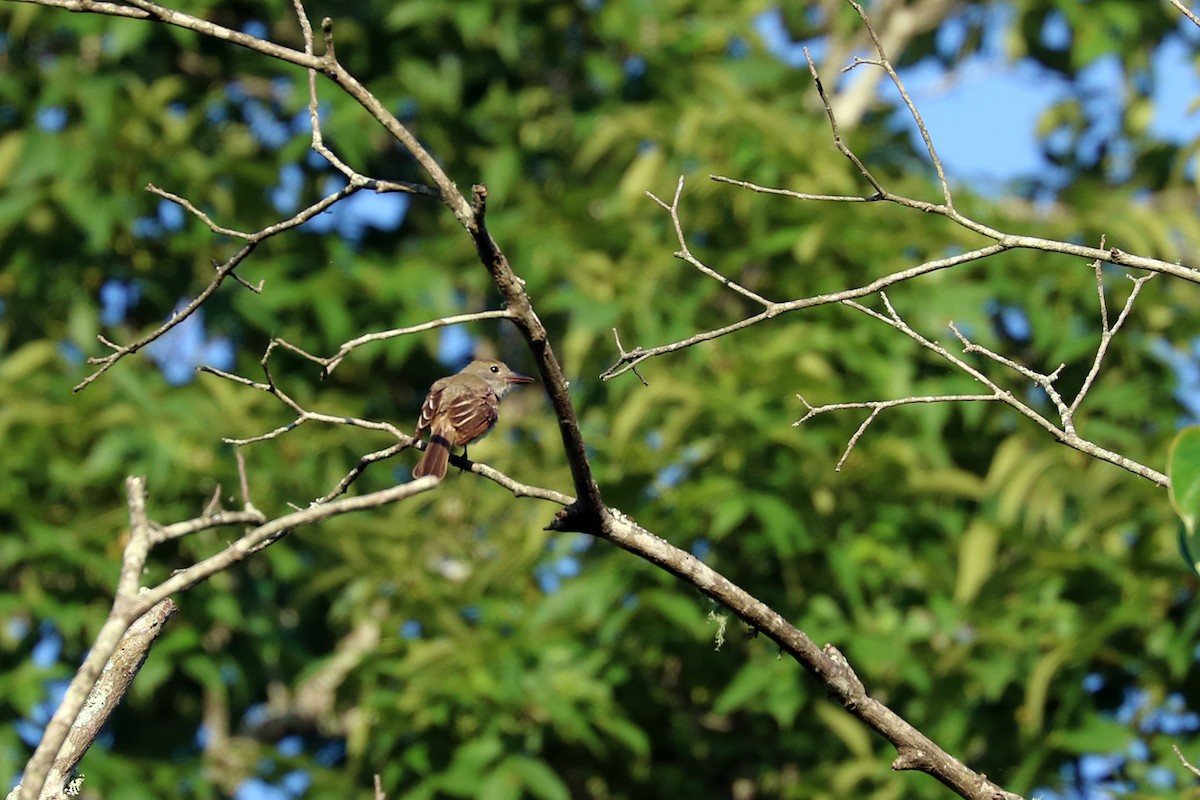 Great Crested Flycatcher - ML103592741