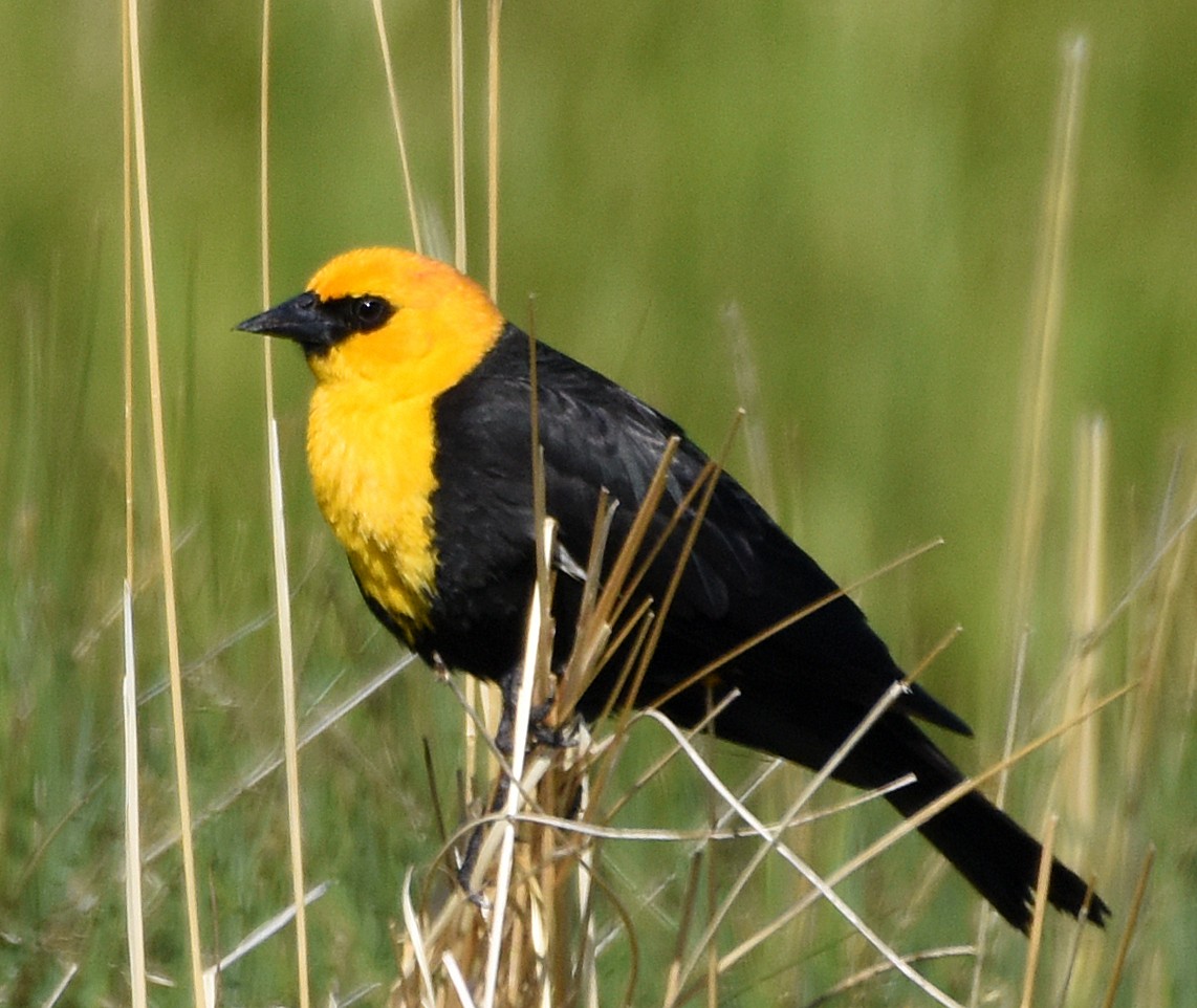 Yellow-headed Blackbird - ML103594191