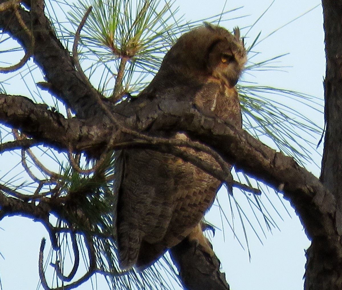 Great Horned Owl - ML103594611