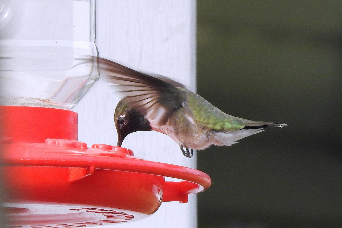 Black-chinned Hummingbird - ML103597241