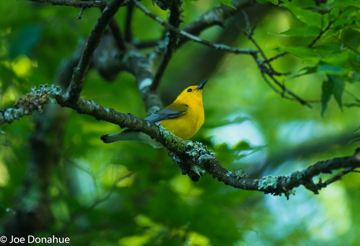 Prothonotary Warbler - ML103599321