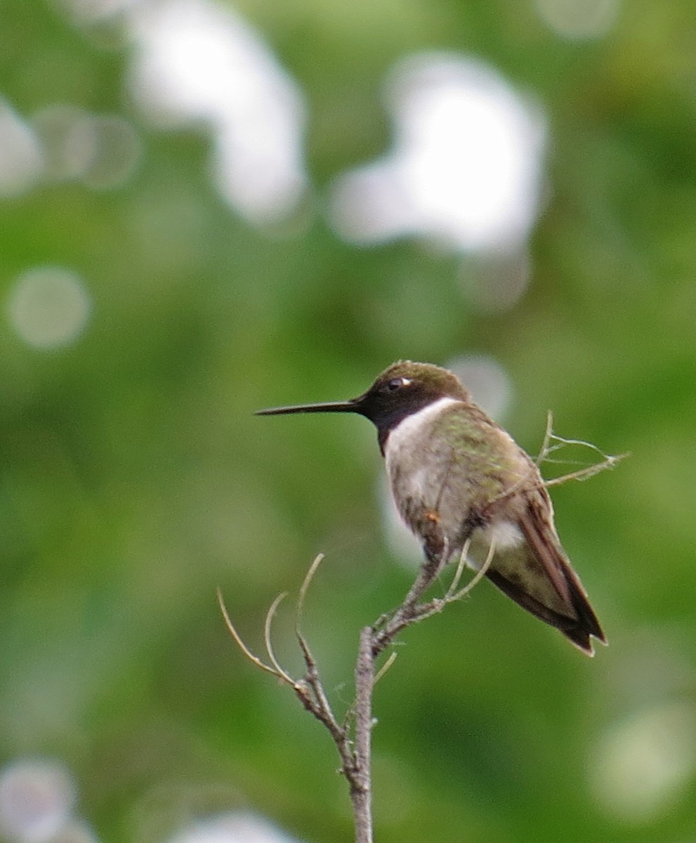 Black-chinned Hummingbird - ML103599761
