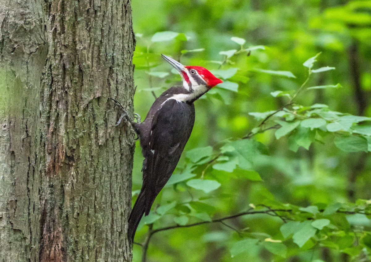 Pileated Woodpecker - Frank King