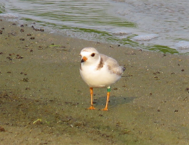 Piping Plover - ML103602281