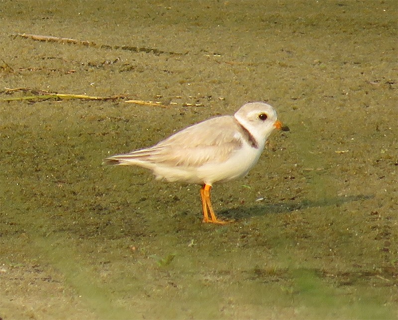 Piping Plover - ML103602291