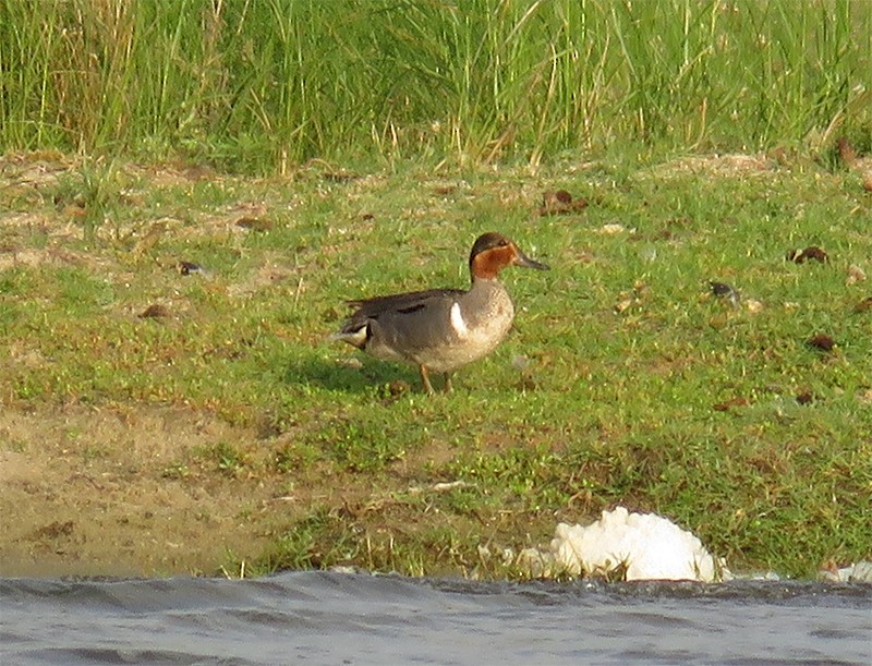 Green-winged Teal - ML103602501