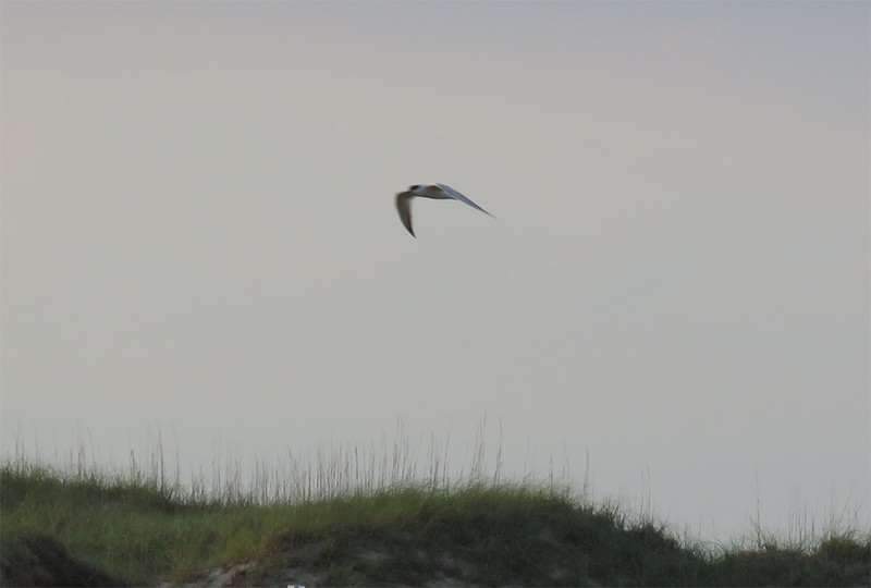Gull-billed Tern - Karen Lebing
