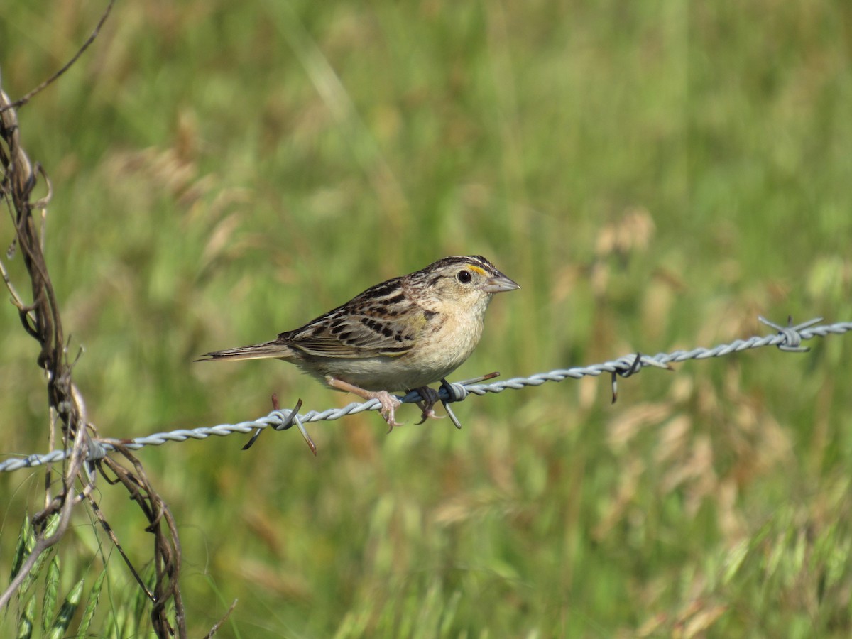 Grasshopper Sparrow - ML103604511