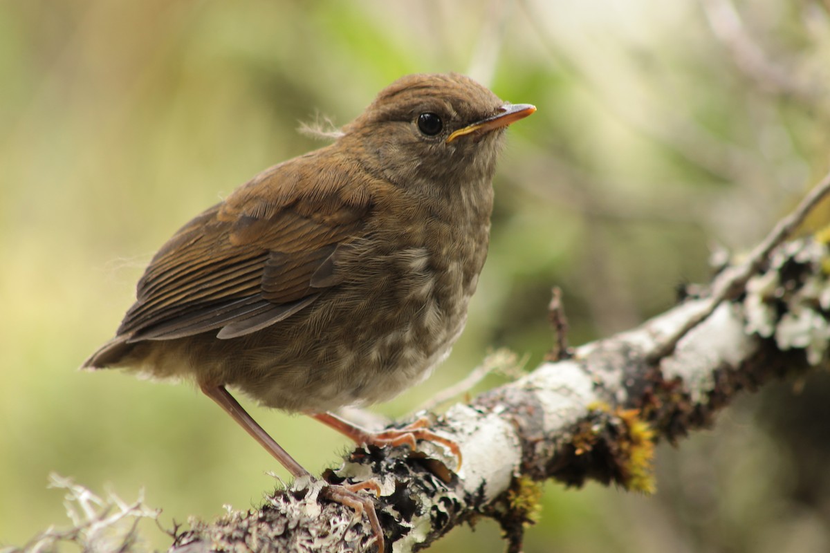Ruddy-capped Nightingale-Thrush - Esteban Matías (birding guide) Sierra de los Cuchumatanes Huehuetenango esteban.matias@hotmail.com                             +502 53810540