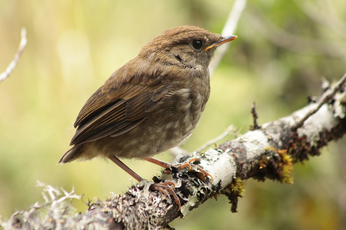 Ruddy-capped Nightingale-Thrush - Esteban Matías (birding guide) Sierra de los Cuchumatanes Huehuetenango esteban.matias@hotmail.com                             +502 53810540