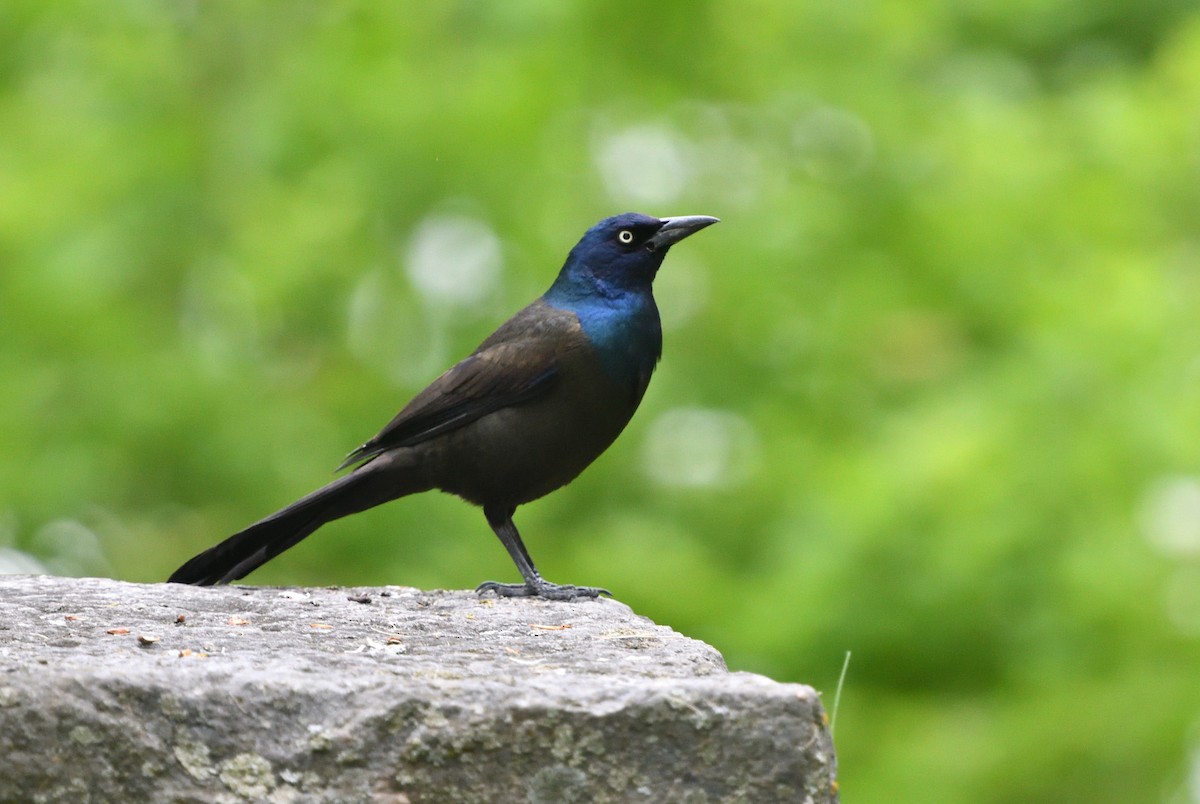 Common Grackle - Louis Lemay