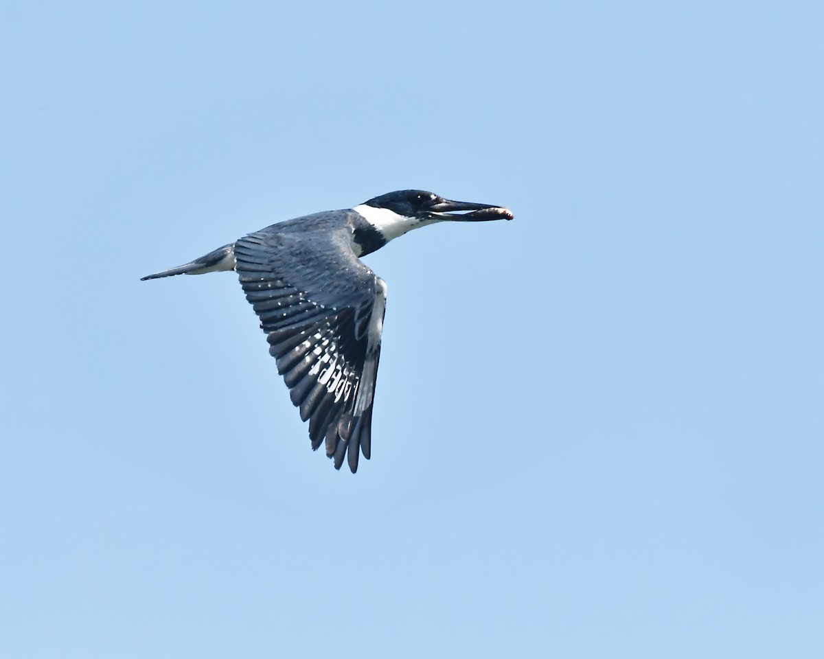 Belted Kingfisher - Ed McAskill