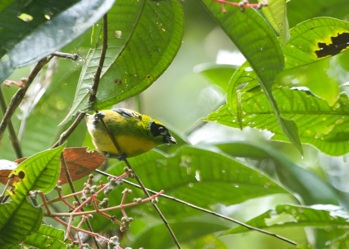 Green-and-gold Tanager - ML103615341