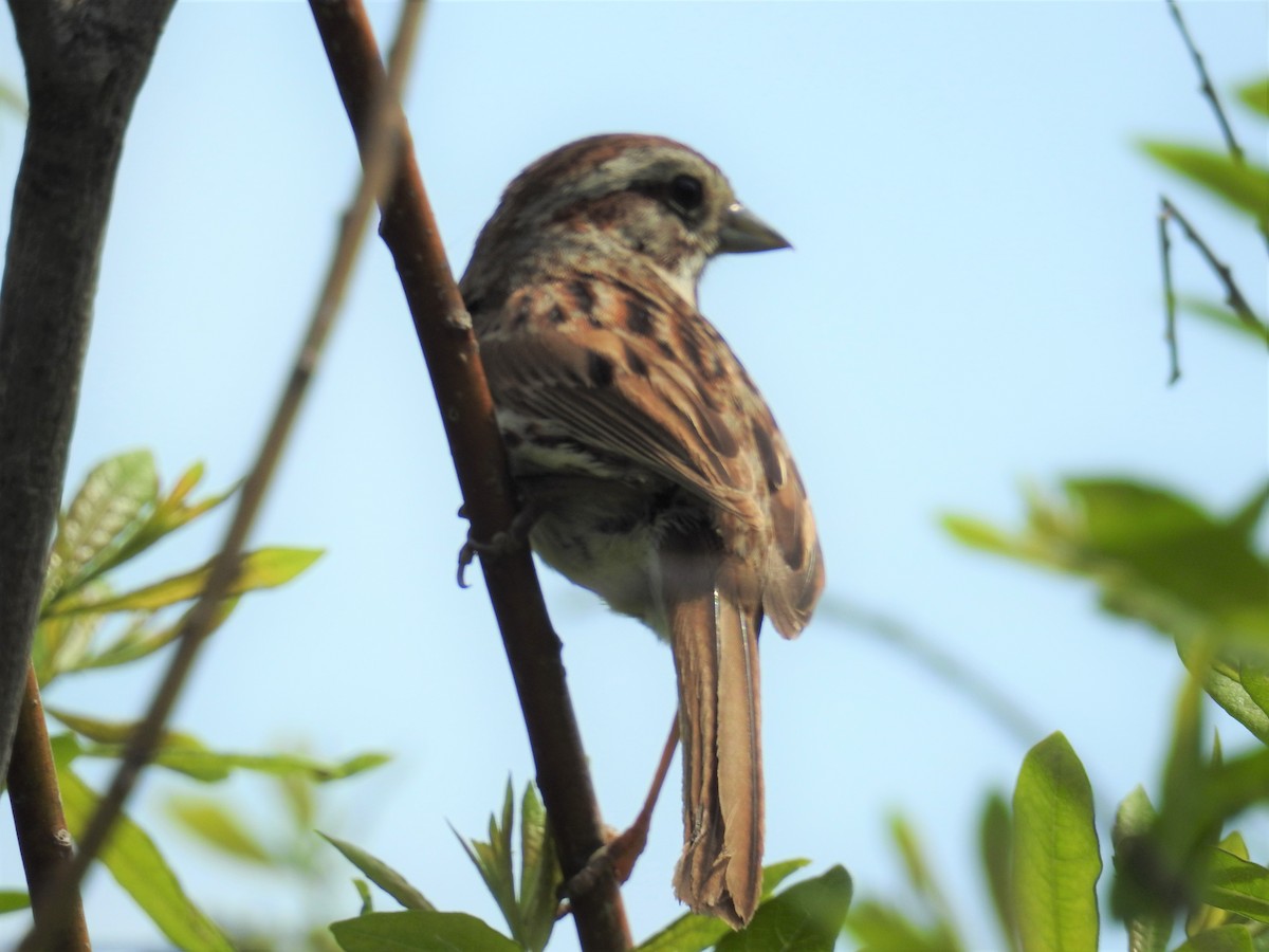 Song Sparrow - Tina Toth
