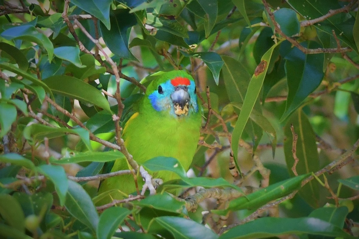 Double-eyed Fig-Parrot - John Francis