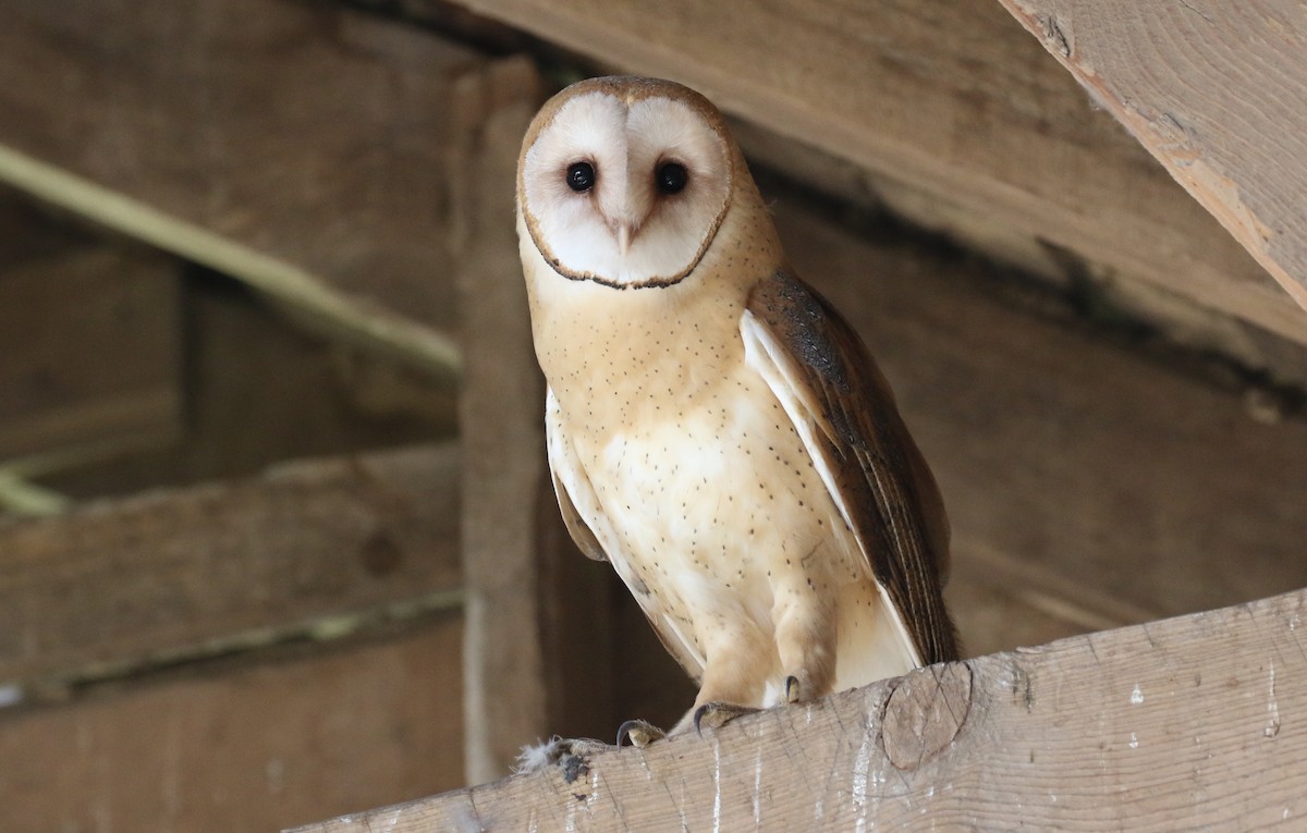 Barn Owl - Michael Woodruff