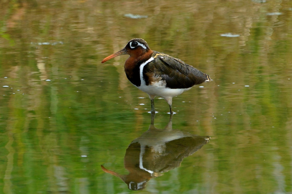 Greater Painted-Snipe - ML103635821