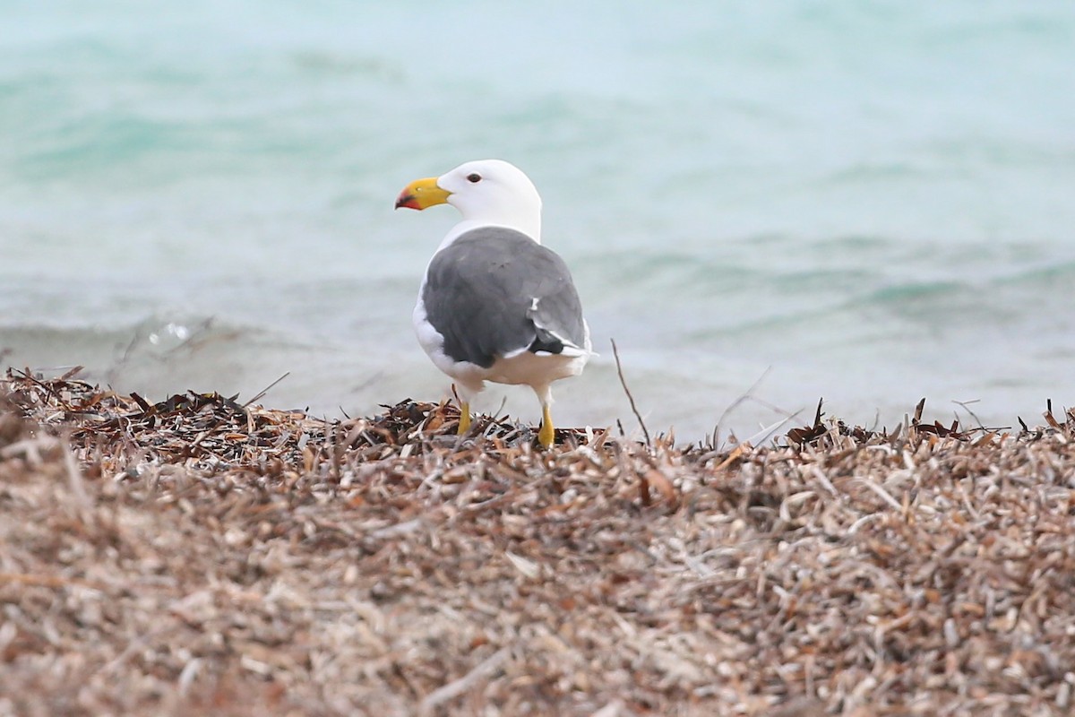 Pacific Gull - Ian Halliday
