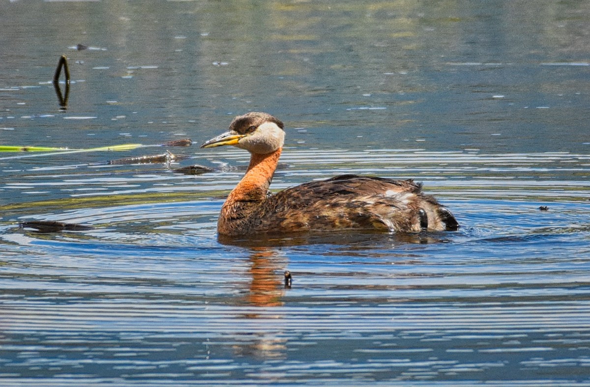 Red-necked Grebe - ML103636731