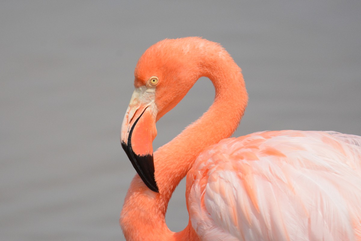 American Flamingo - Taylor Abbott