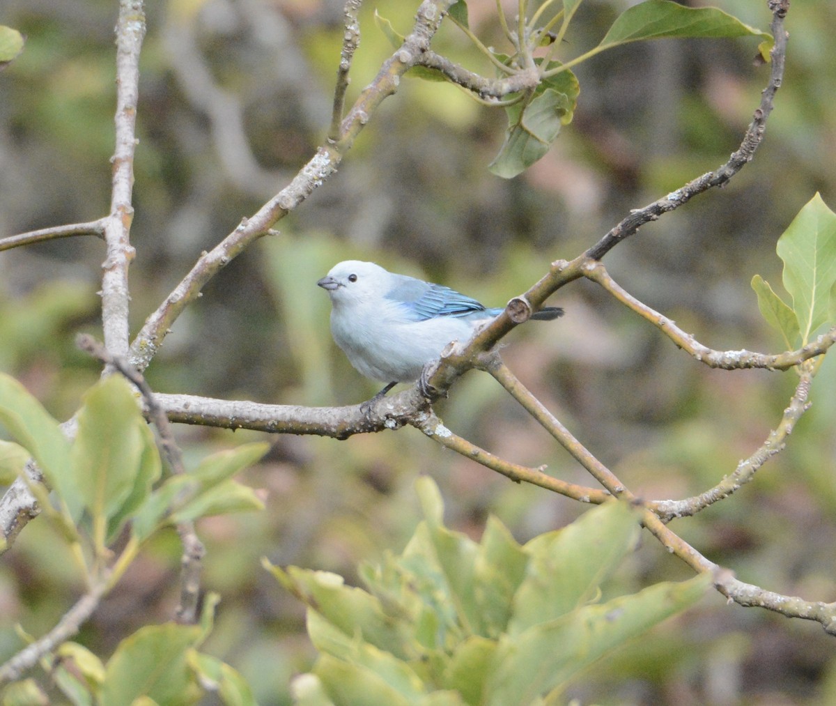 Blue-gray Tanager - ML103644131