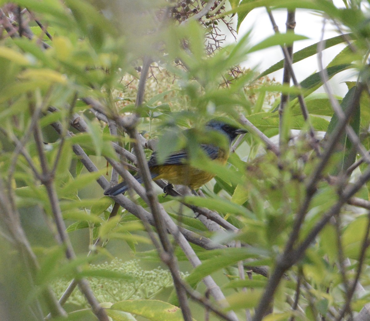 Blue-and-yellow Tanager - ML103644371