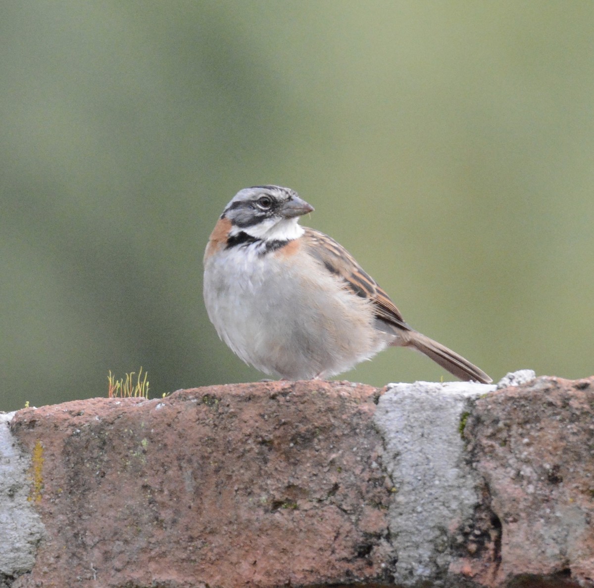 Rufous-collared Sparrow - ML103644591