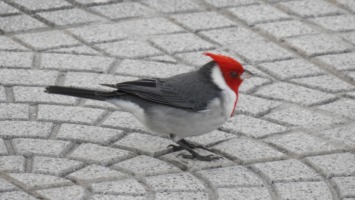 Red-crested Cardinal - ML103646411
